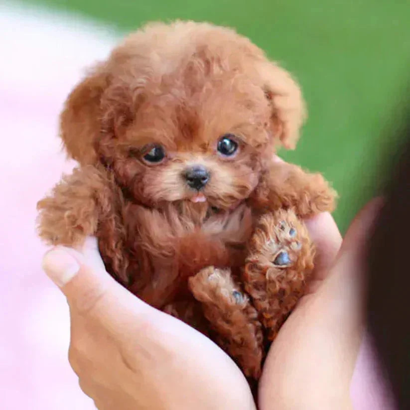 Original Realistic Puppy Toy 🐶